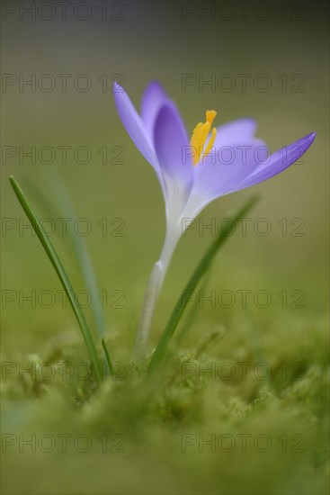 Early Crocus (Crocus tommasinianus)