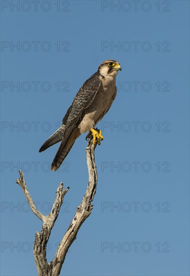 Lanner Falcon (Falco biarmicus)