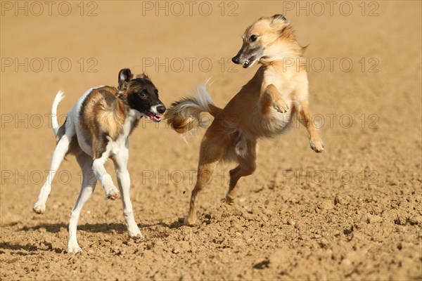 Silken Windsprite male dogs playing on a field