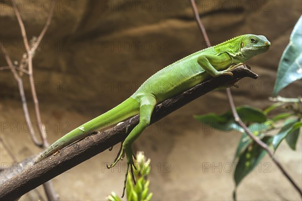 Banded Iguana or Fiji Banded Iguana (Brachylophus fasciatus) in a terrarium