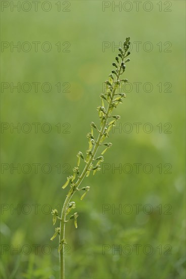 Common Twayblade (Neottia ovata)