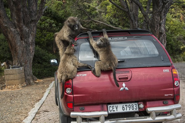 Chacma Baboons (Papio ursinus) playing on a parked car