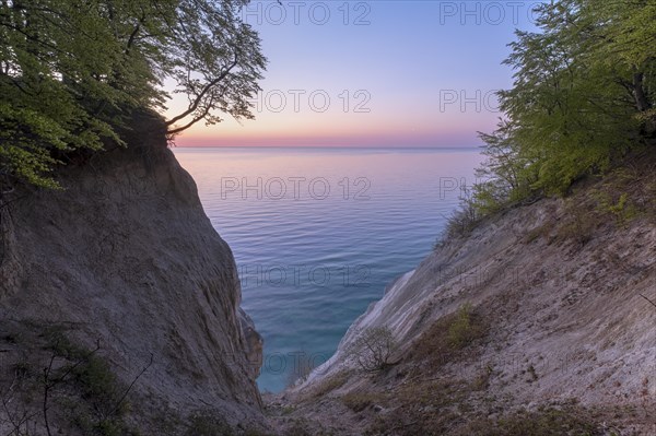 Common beeches (Fagus sylvatica) in the morning light at the chalk coast of Mons Klint