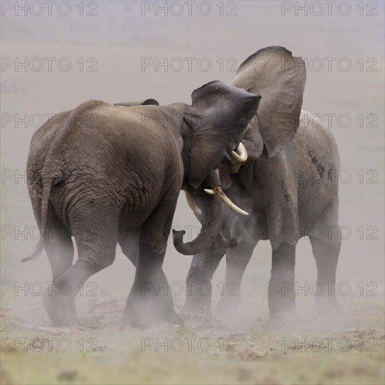 African Elephants (Loxodonta africana)