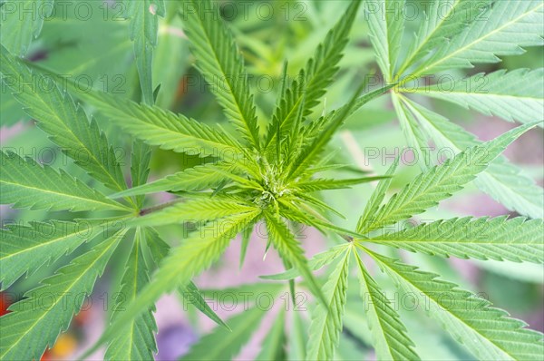 Female Cannabis plant (Cannabis sativa)