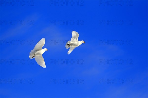 Snowy Sheathbill (Chionis alba)