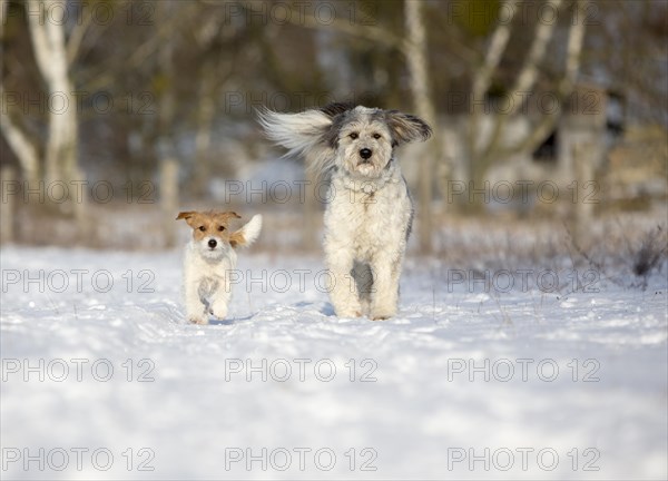 Young Jack Russell Terrier bitch and a mixed-breed dog walking together