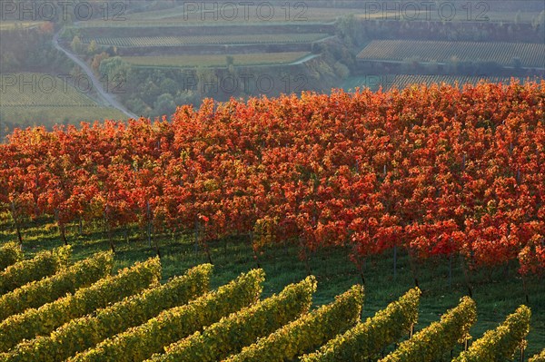 Autumnal vineyard in the Kaiserstuhl hills