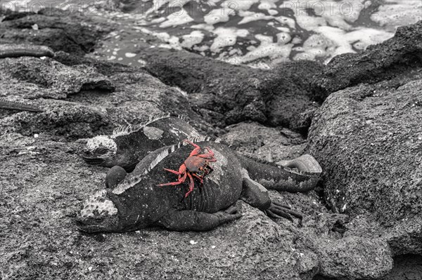 Sally Lightfoot crab on a Sea Iguana or Galapagos Marine Iguana (Amblyrhynchus cristatus hassi)