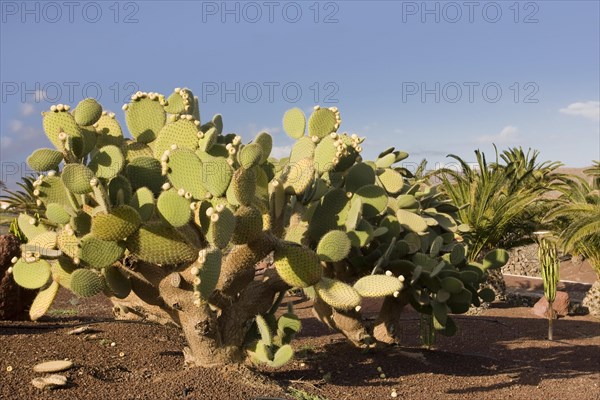 Cacti (Cactaceae) in Las Playitas