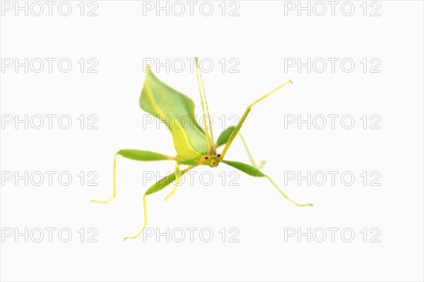 Walking Leaf (Phyllium philippinicum