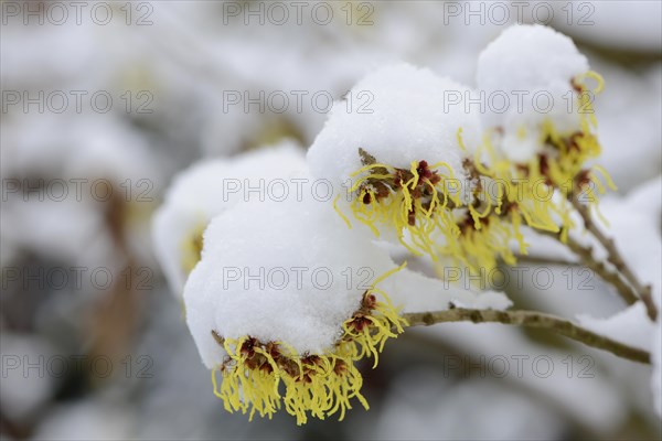 Witch hazel (Hamamelis mollis 'pallida')