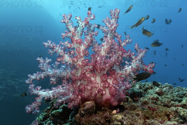 Carnation Corals (Dendronephthya klunzingeri) on a reef