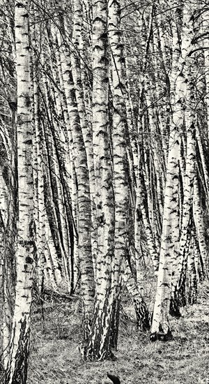 Birch copse