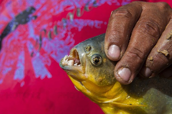 Man holding a piranha