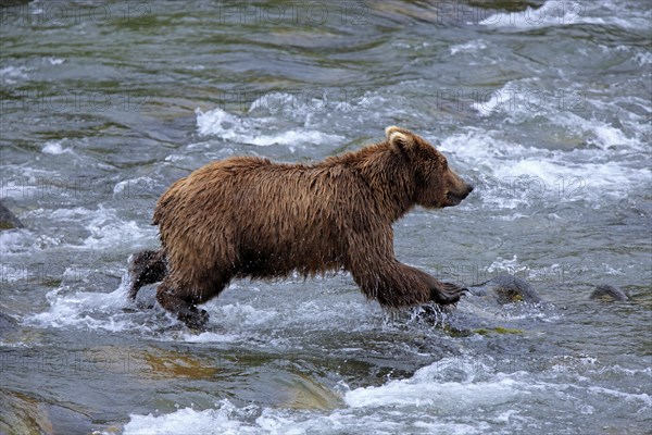 Grizzly Bear (Ursus arctos horribilis) hunting in the water