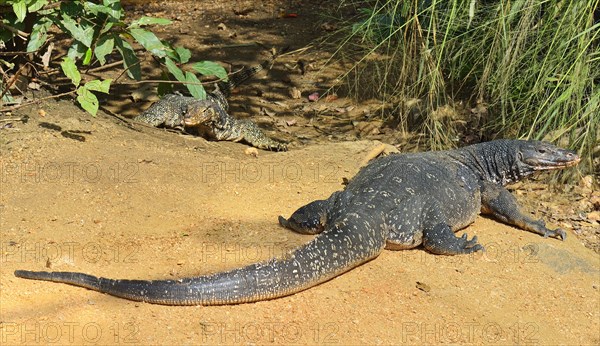 Water Monitor (Varanus salvator salvator)