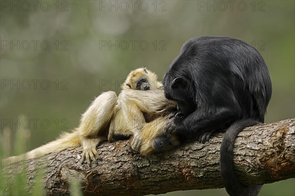 Black Howler Monkey (Alouatta caraya)