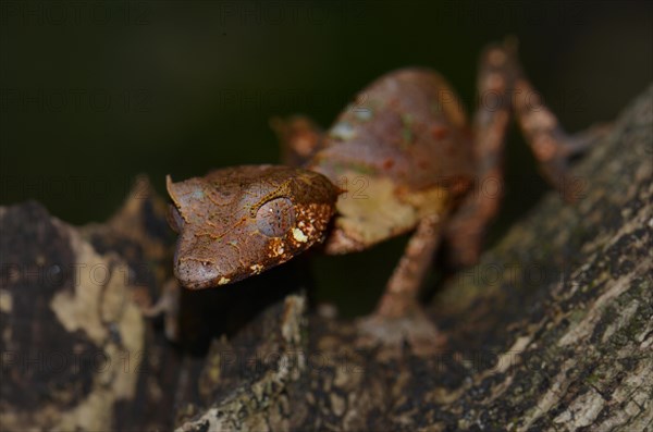 Satanic Leaf Tailed Gecko (Uroplatus phantasticus)