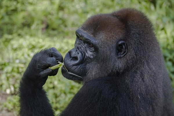 Western Lowland Gorilla (Gorilla gorilla gorilla) in reintroduction enclosure