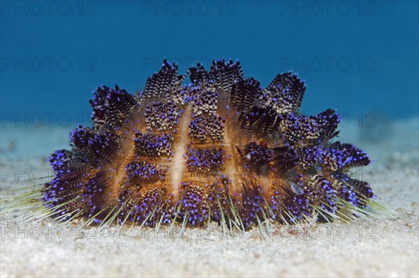 Variable Fire Urchin