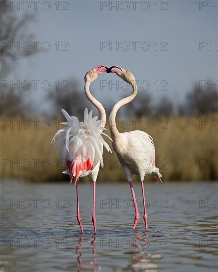 Greater Flamingos (Phoenicopterus roseus)