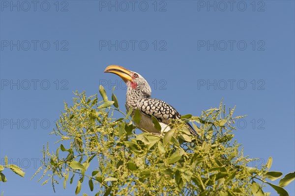 Eastern Yellow-billed Hornbill (Tockus flavirostris)