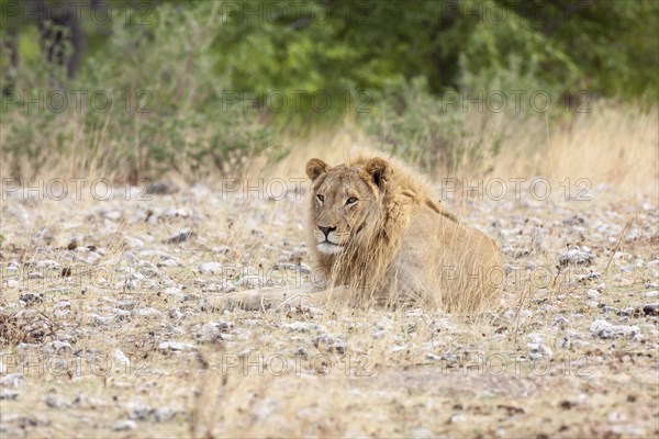 Lion (Panthera leo)