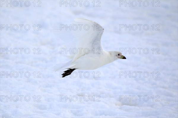 Snowy Sheathbill (Chionis alba)