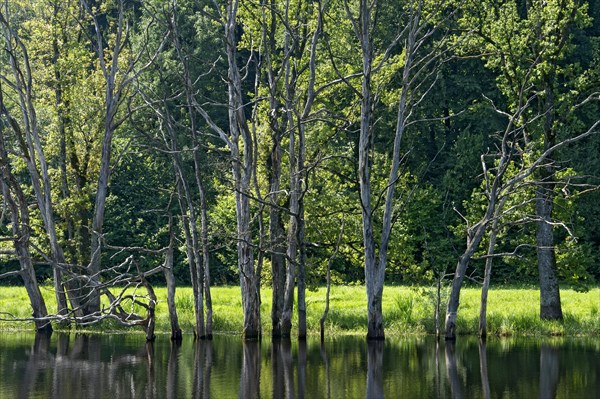 Dead trees on the moor lake in the Seachtn kettle-hole mire in Andechs