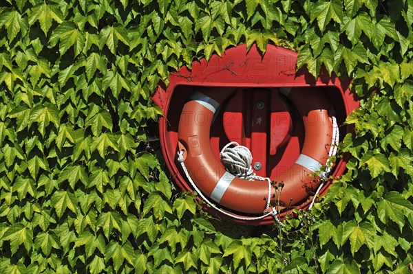 Lifebuoy