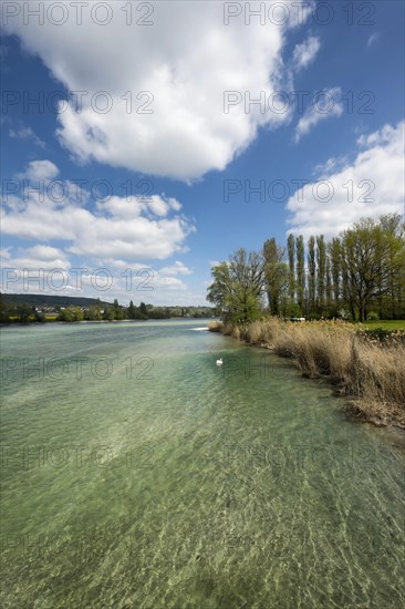 The Rhine near Eschenz