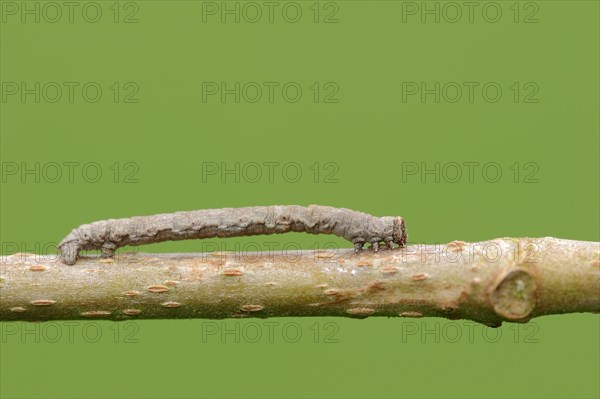 Caterpillar