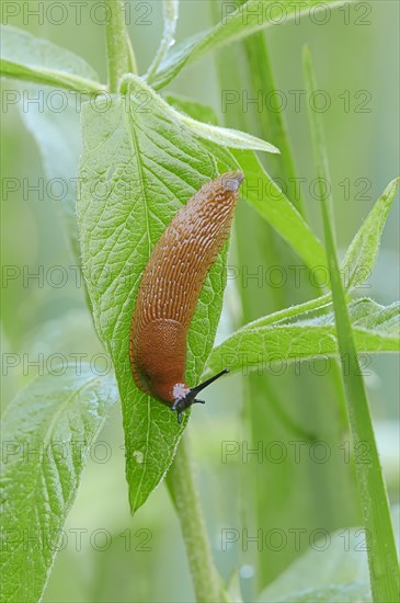 Large Red Slug (Arion rufus)