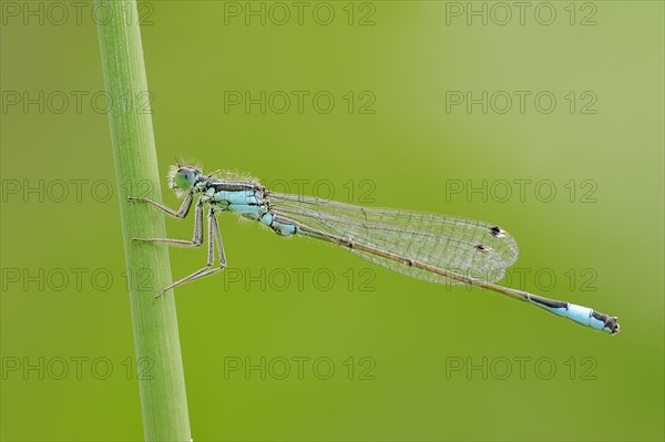 Blue-tailed Damselfly (Ischnura elegans)