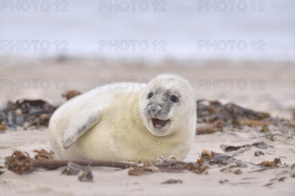 Grey Seal (Halichoerus grypus)