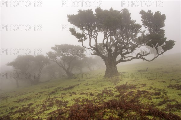 Old Bay Laurel Trees (Laurus nobilis) in the fog