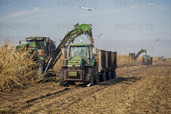 Mechanical harvest of sugar cane