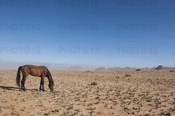 Wild horse in the Namib Desert