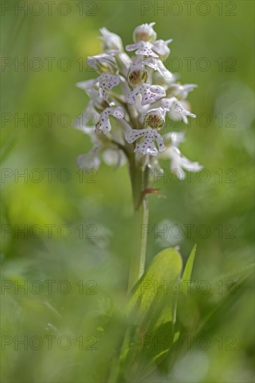Milky Orchid (Orchis lactea)