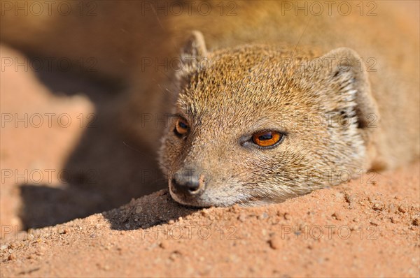 Yellow Mongoose (Cynictis penicillata)