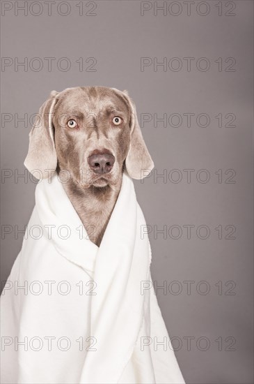 Weimaraner dog wrapped in a blanket