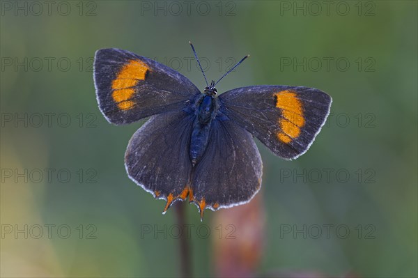 Brown Hairstreak (Thecla betulae)