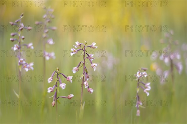 Marsh Helleborine (Epipactis palustris) in a marsh area