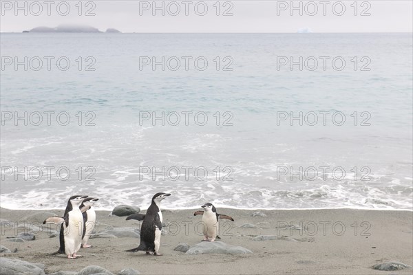 Chinstrap Penguins (Pygoscelis antarcticus)