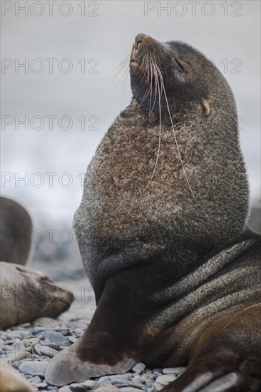 Antarctic Fur Seal (Arctocephalus gazella)