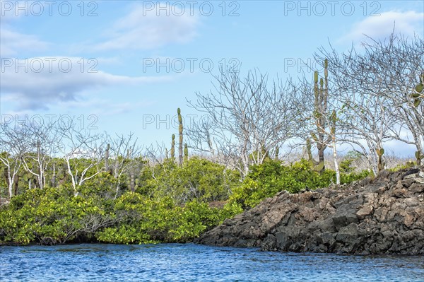 Palo Santo trees (Bursera graveolens) and Red Mangroves (Rhizophora mangle)