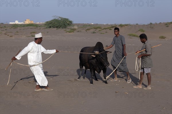 Omanis wearing traditional clothing leading a bull on a leash to a bull fight