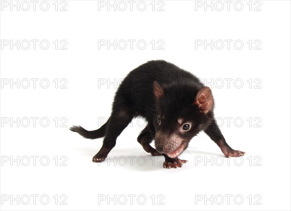 Tasmanian Devil (Sarcophilus harrisii)