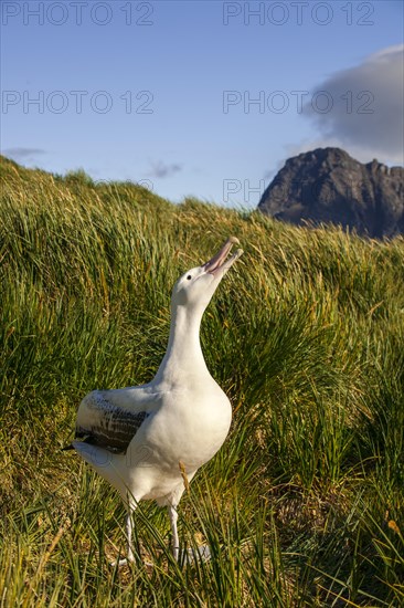 Wandering Albatross (Diomedea exulans) at its nesting site